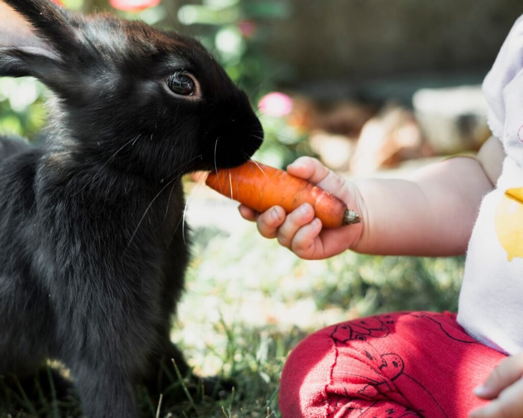 Goats Eat Rabbit Food